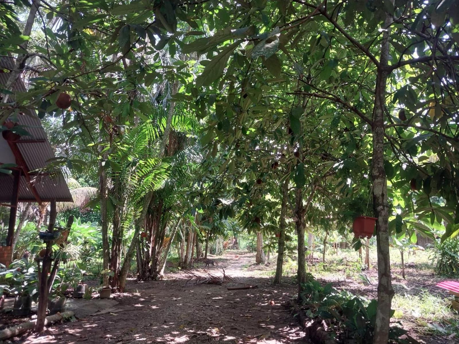Jardin De Las Musas Puerto Maldonado Chambre photo